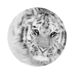 Blanchiment Sonic Health Suite